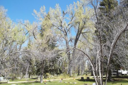 Keein' it green in the Cemetary!